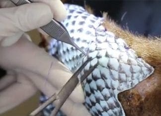 Ветеринари во Калифорнија лекувале изгореници на мечки со помош за еден необичен фластер