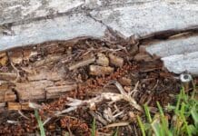 Компостирање на биоотпад со помош на инсекти