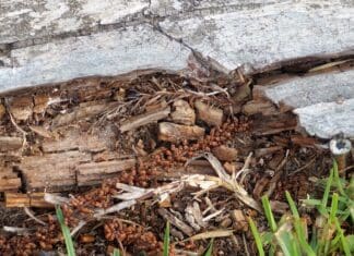 Компостирање на биоотпад со помош на инсекти