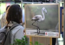 Над 230 илјади денари собрани во хуманитарната аукција на ПроКредит Банка на фотографии од ретки птици од Македонија