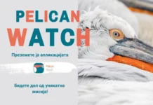 Граѓанска наука во служба на природата: Мобилна апликација за следење и истражување на пеликаните