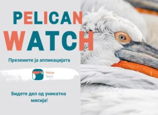 Граѓанска наука во служба на природата: Мобилна апликација за следење и истражување на пеликаните